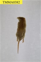 臭鼩藏品圖，第9張